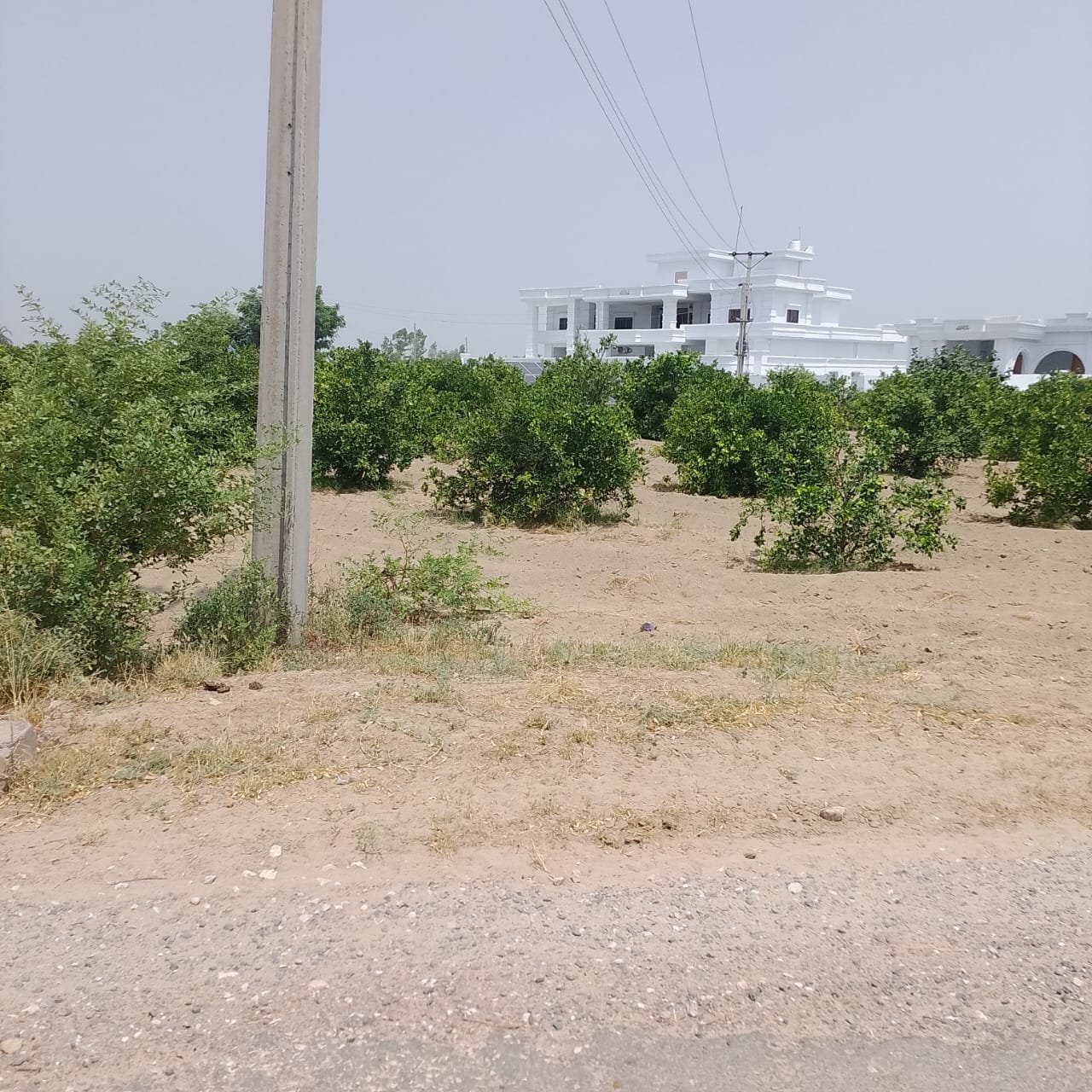 Agriculture
